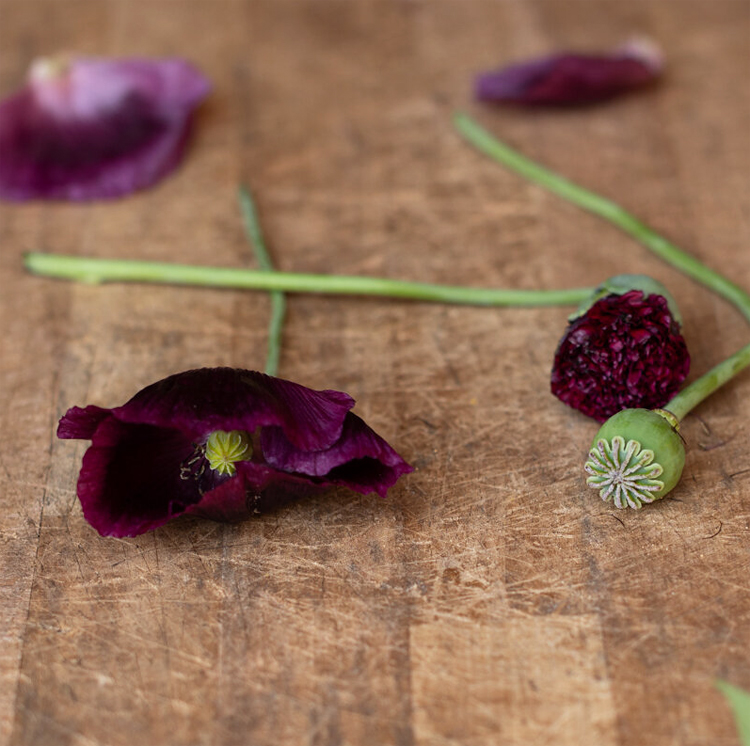 Black Mawseed peony "Pavot noir", Мак пионовидный махровый